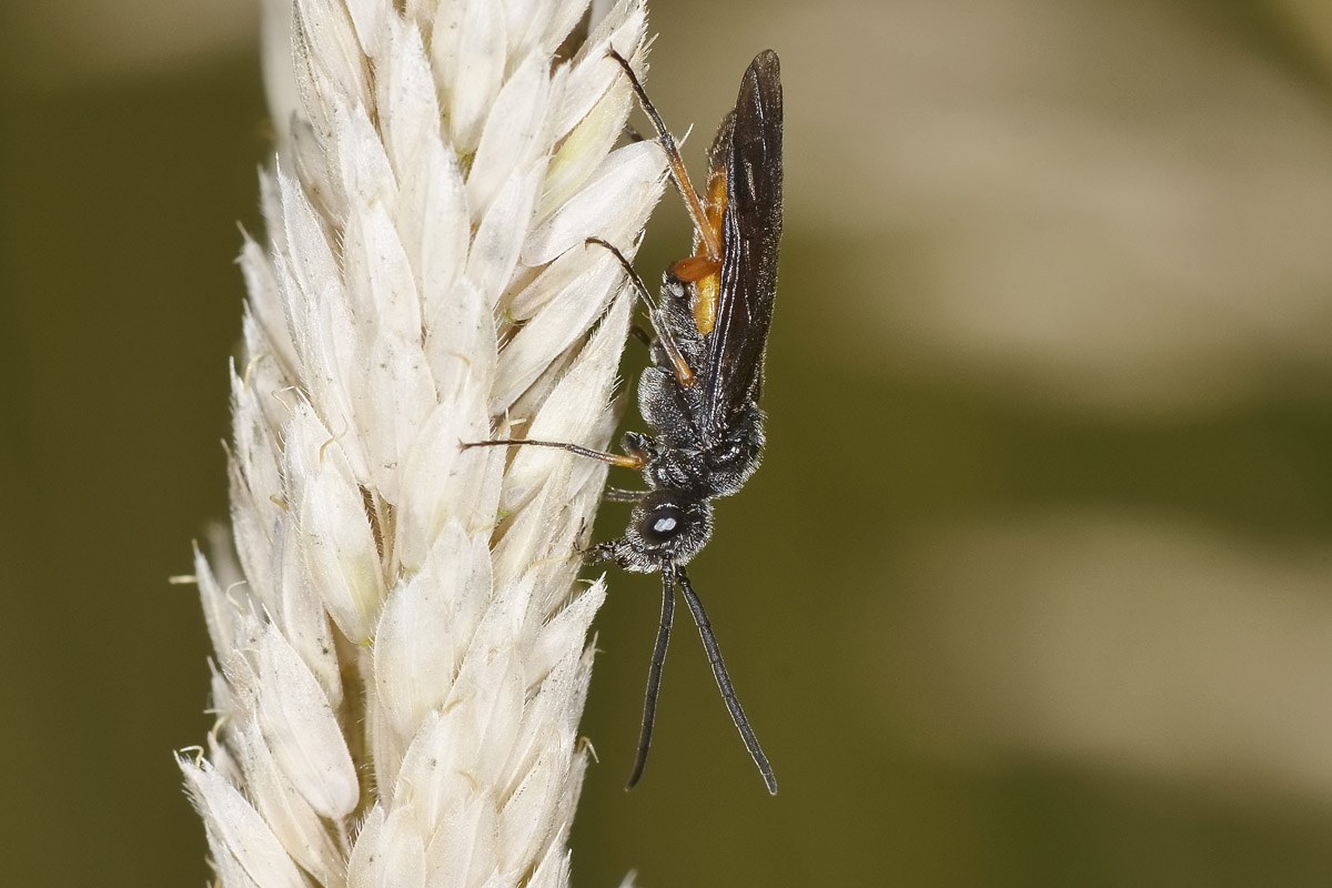 Tenthredinidae: Apethymus sp? no, Dolerus cfr. bajulus